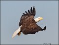 _2SB1888 american bald eagle